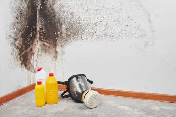 Best Office Mold Removal Services  in Lake Marcel Stillter, WA