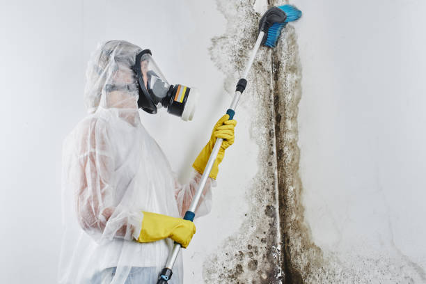 Best Professional Mold Removal  in Lake Marcel Stillter, WA