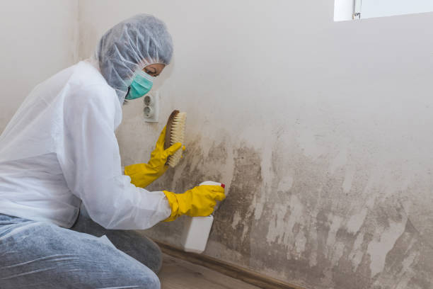 Best Mold Damage Repair  in Lake Marcel Stillter, WA