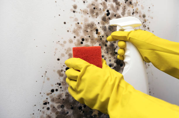 Best Attic Mold Removal  in Lake Marcel Stillter, WA